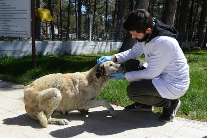 YARALI KÖPEK SAĞLIĞINA KAVUŞTU