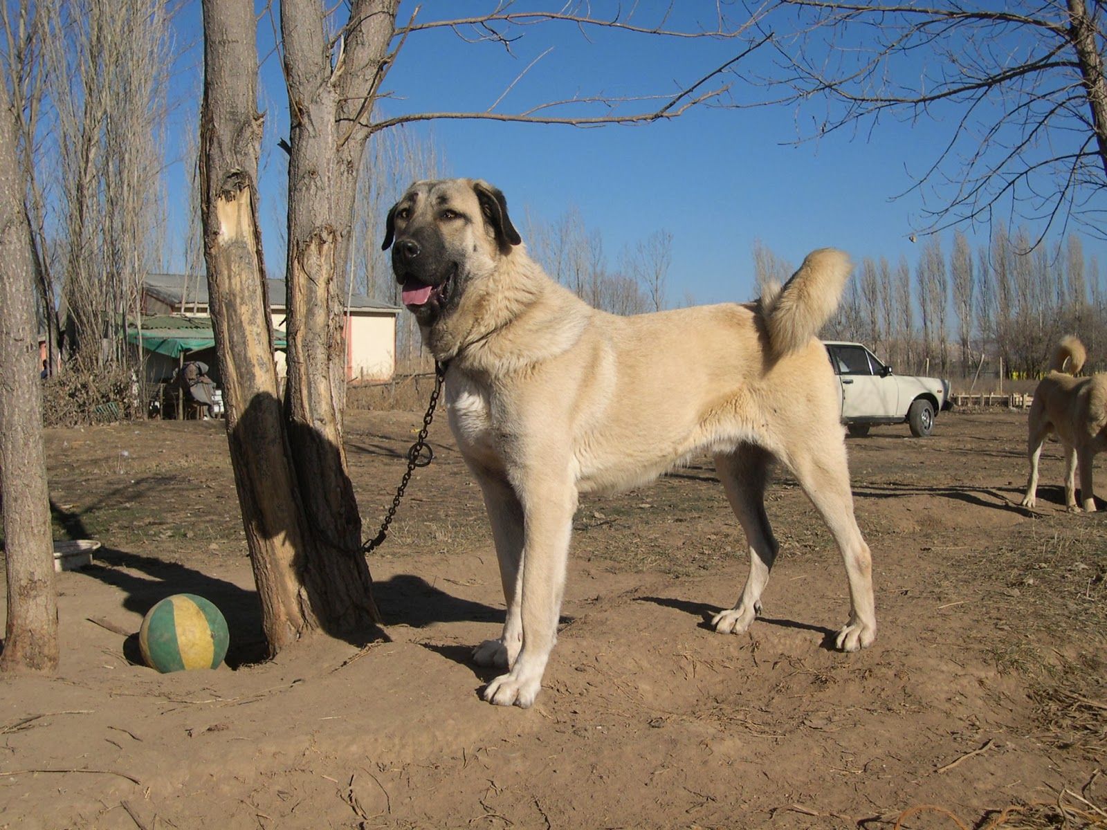 Türk çoban köpeği ırkları, podyuma çıkacak
